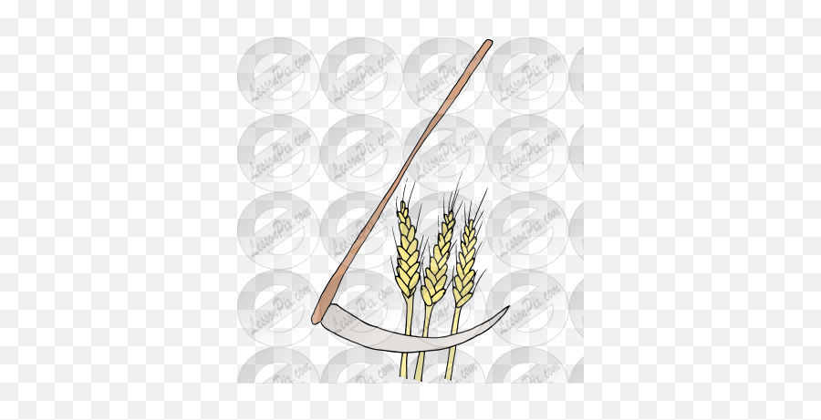 Harvest Wheat Picture For Classroom Therapy Use - Great Spelt Png,Wheat Png