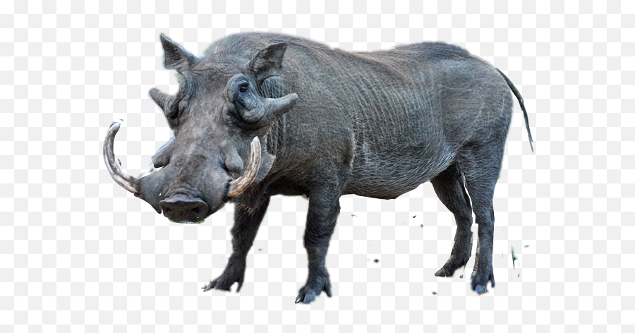 Warthog Sticker By Taliafera - Common Warthog Png,Warthog Png