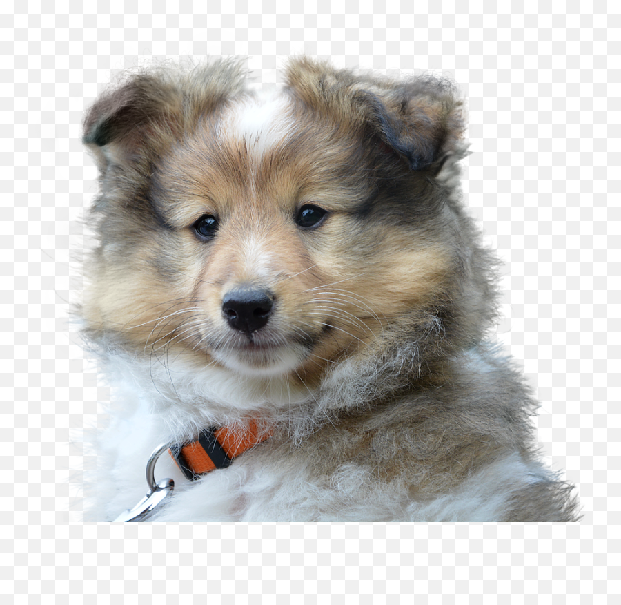 Dog Cute Isolated - Lof Chien Png,Sad Dog Png