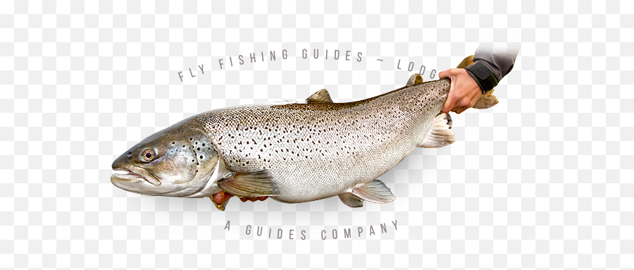 Tres Amigos Outfitters Fly Fishing Guides - Lodges A Trout Png,Patagonia Fish Logo