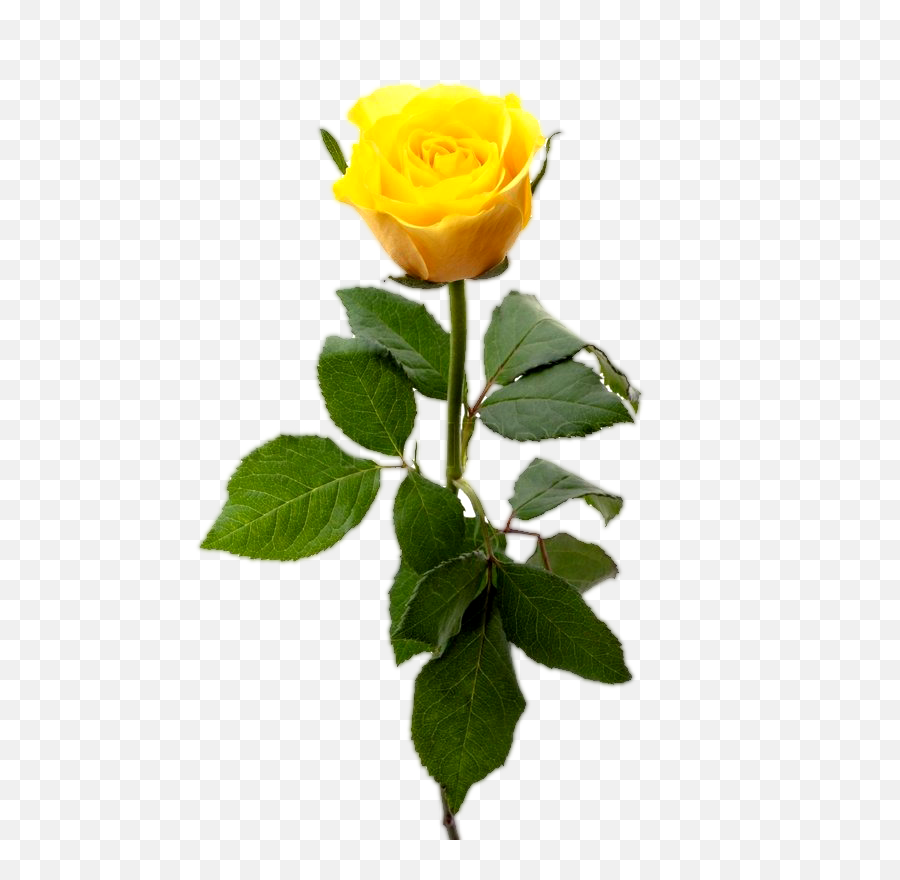 Yellow Rose Flower Png - Yellow Rose Image Download,Yellow Roses Png