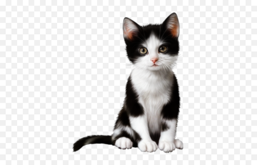 Kittens Different Transparent U0026 Png Clipart Free Download - Ywd Black And White Kitten,Kitten Transparent Background