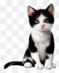 Kittens Different Transparent U0026 Png Clipart Free Download - YWD Black And White