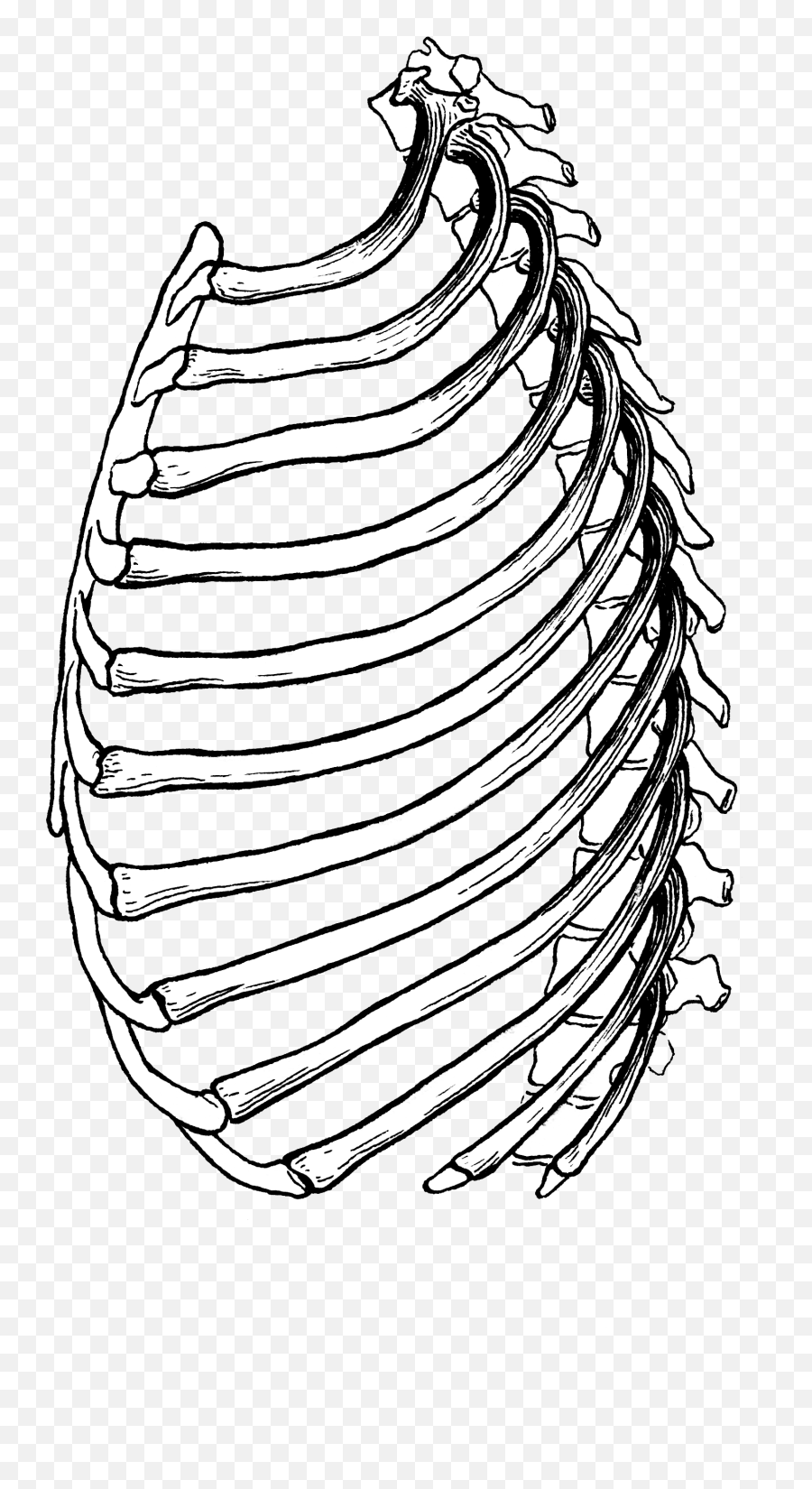 Filerib Cage Psfpng - Wikimedia Commons Animal Rib Cage Drawings,Cage Png