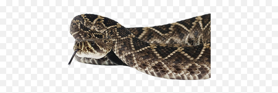 The Rattlesnake Conservancy Donate - Serpent Png,Rattlesnake Icon