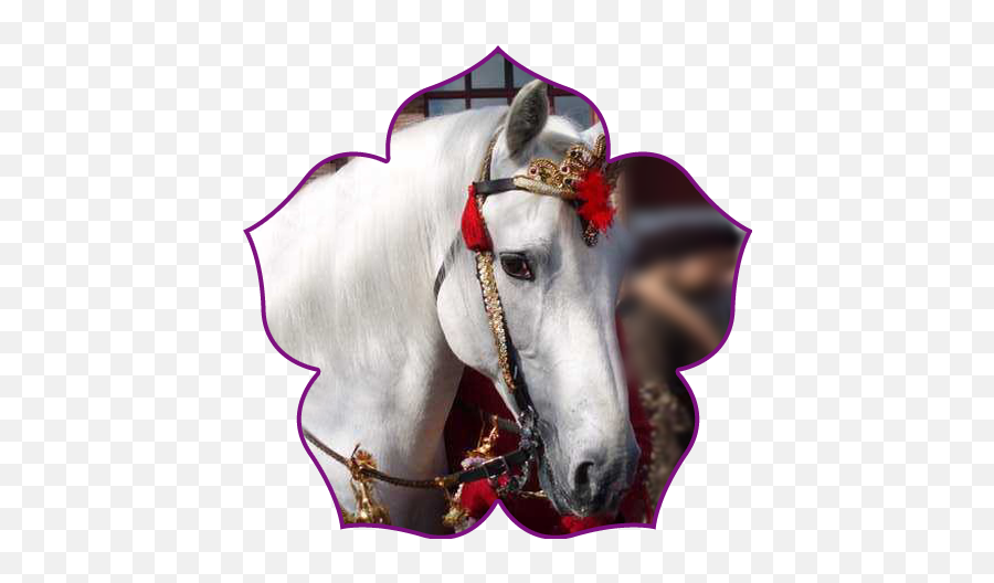 Indian Wedding White Horse Rental - White Horse In Indian Weddings Png,White Horse Png