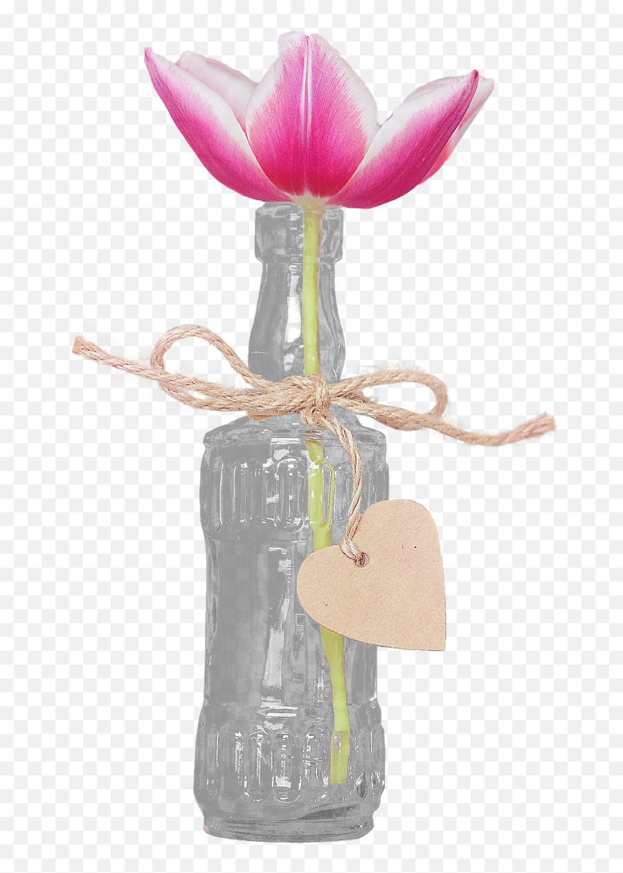 Transparent Isolated Tulip Blossom - Moth Orchid Png,Tulip Transparent