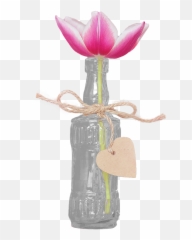 Transparent Isolated Tulip Blossom - Moth Orchid Png,Tulip Transparent