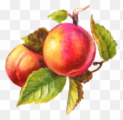 Library Of Vintage Peaches Graphic - Clipart png