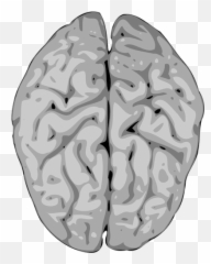 Blurry Vector Image Of Human Brain Public Domain Vectors Png