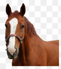 Cavalo Branco Em Png - Horse, Transparent Png - kindpng