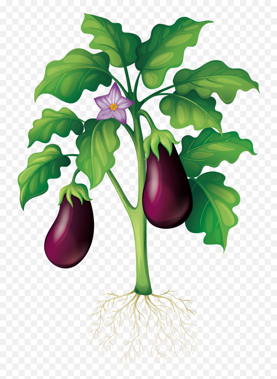 Eggplant Clipart Garden - Parts Of A Plant Eggplant Png,Eggplant Png