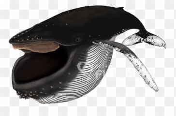 All You Need To Know About Cetaceans U2013 Azores Whales - Baleen Whales Png,Humpback Whale Png