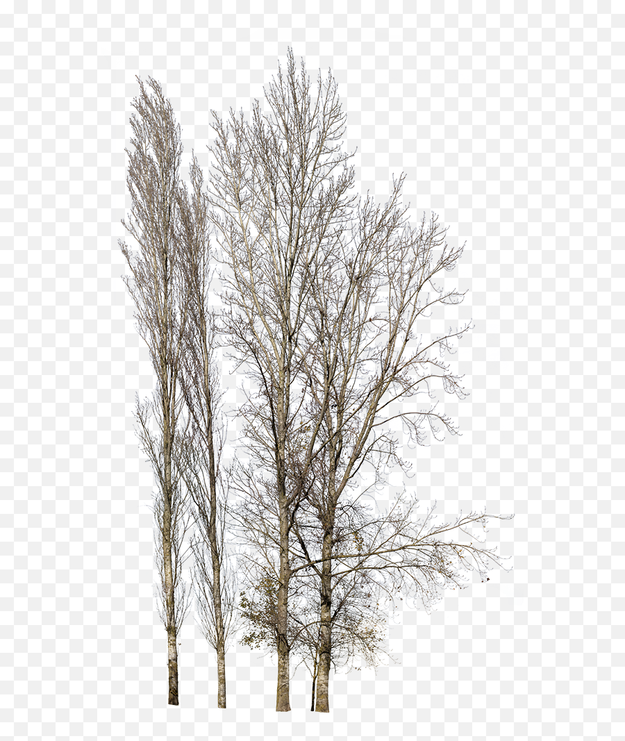 Pin - Winter Tree Png,Winter Tree Png