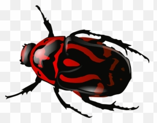 Beetle Png 4 Image - Transparent Insect Clipart,Beetle Png