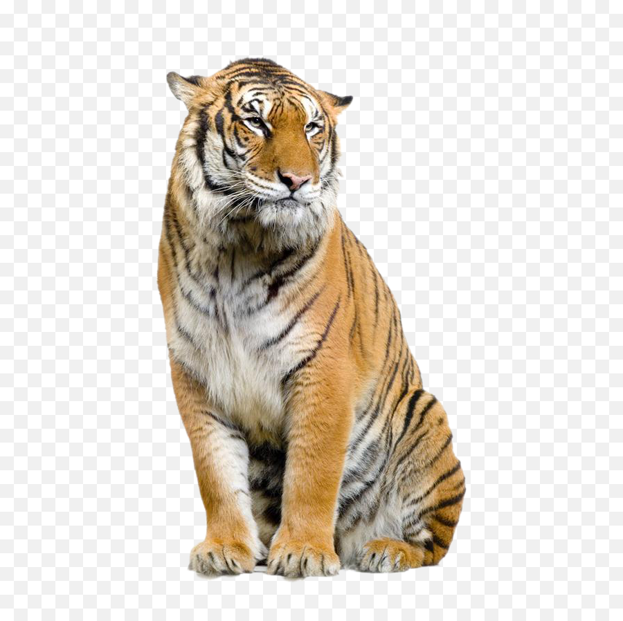 Download Jaguar Felidae Leopard Bengal Tiger Lion Clipart - Tiger Background Png,Lion Png