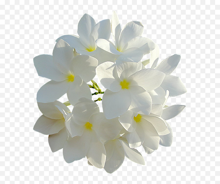 Download White Flowers 849770 960 720 - Bouquet Transparent White Flowers Png,Plumeria Flower Png