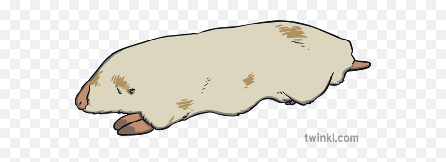 Marsupial Mole Illustration - Twinkl Png,Mole Png