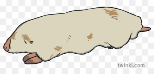 Marsupial Mole Illustration - Twinkl Png,Mole Png