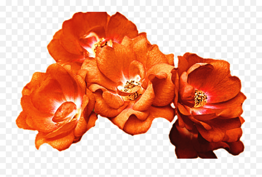Download Transparent Orange Flower Crown Hd Png - Orange Flowers Png Transparent,Flower Crown Transparent Png