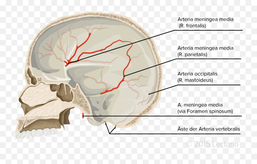 Meninges Overview - Blood Supply Of Dura Mater Png,Mater Png
