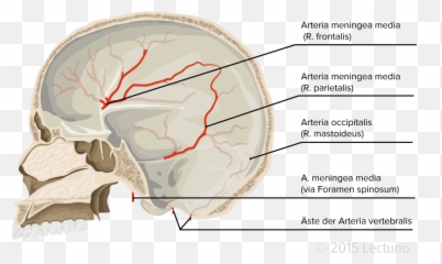 Meninges Overview - Blood Supply Of Dura Mater Png,Mater Png