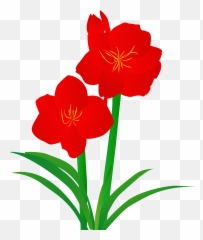 Hand Drawn Illustration Plant - png