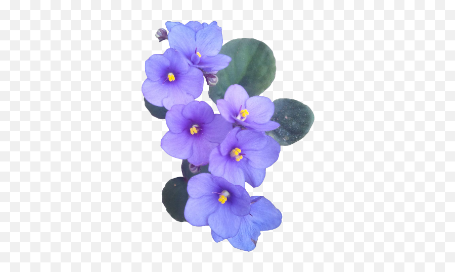 Purple Flower Aesthetic Transparent Png Flowers