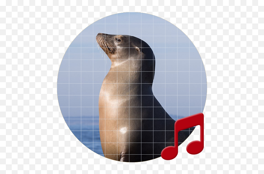 Sea Lion Sounds Sboardpro U2013 Applications Sur Google Play - California Sea Lion Png,Sea Lion Png