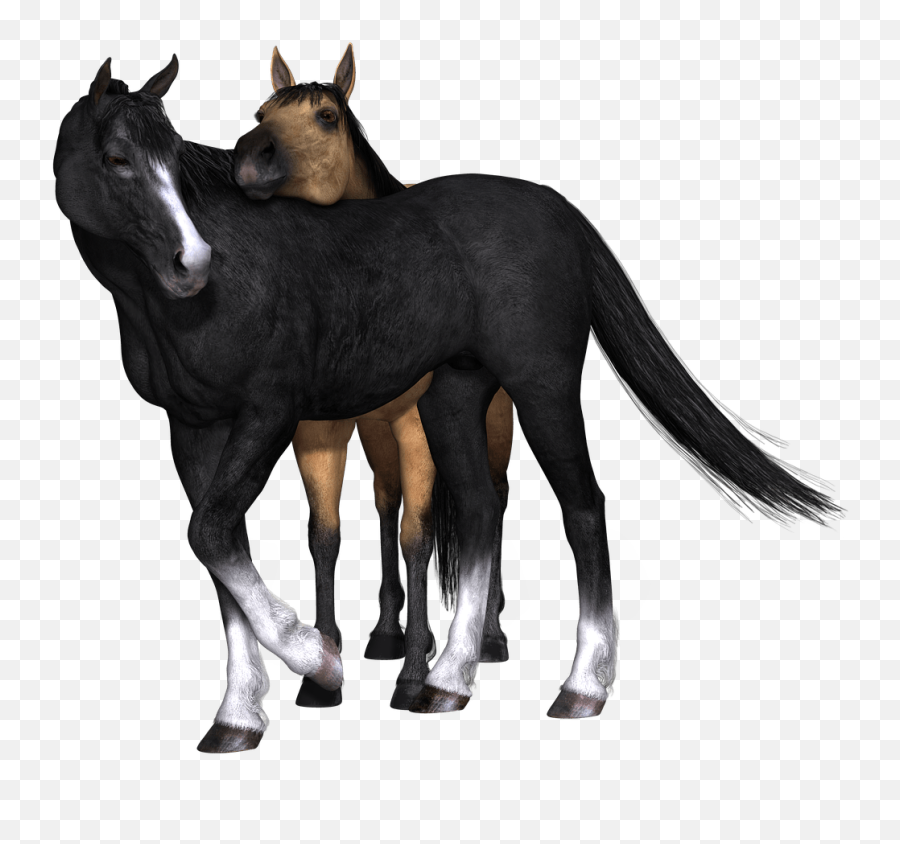 Horses Black Horse Looking Back Transparent Png - Stickpng Race Horses Black And Brown,Horse Running Png