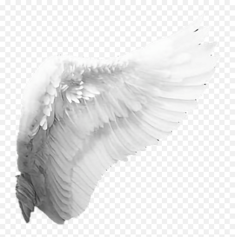 Angel Wings Png - Transparent Background Angel Wings Png,Angel Wings Png
