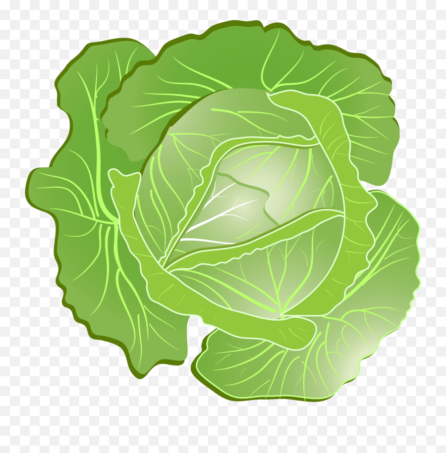 Cabbage Png Image - Transparent Cabbage Clipart,Cabbage Png