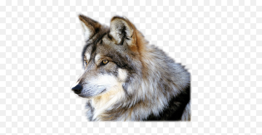 Wolf Png - Wolf Png,Wolf Png