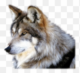 Wolf Png - Png