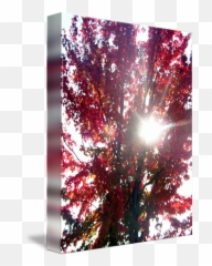 Sunray By Sabrina Stalder - Visual Arts Png,Red Lens Flare Png