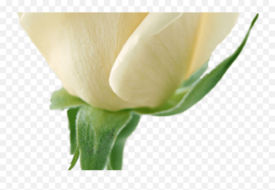 White Flower Garland For Free Download - White Rose Hd Png,Garland Transparent Background