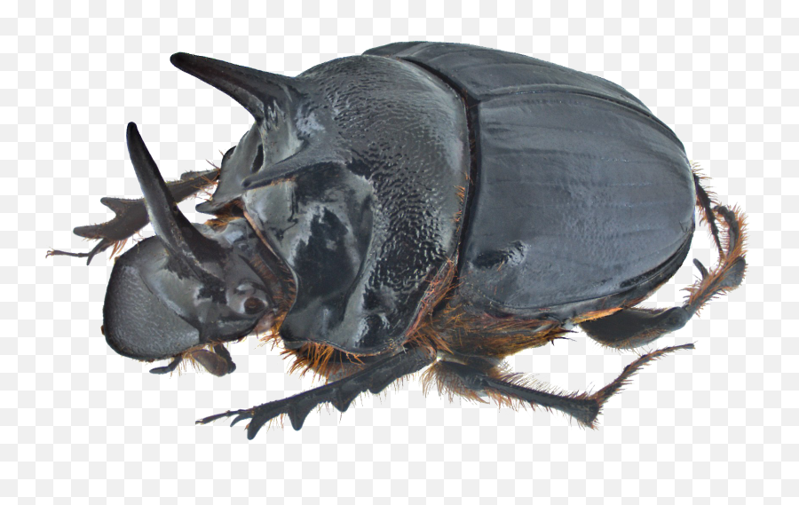 Dung Beetle - Horned Dung Beetle Png,Beetle Png