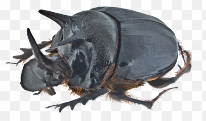 Dung Beetle - Horned Dung Beetle Png,Beetle Png