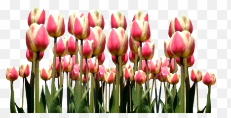 Download Spring Tulips Easter Flowers Nature Cut - Tulip Png,Tulip Png