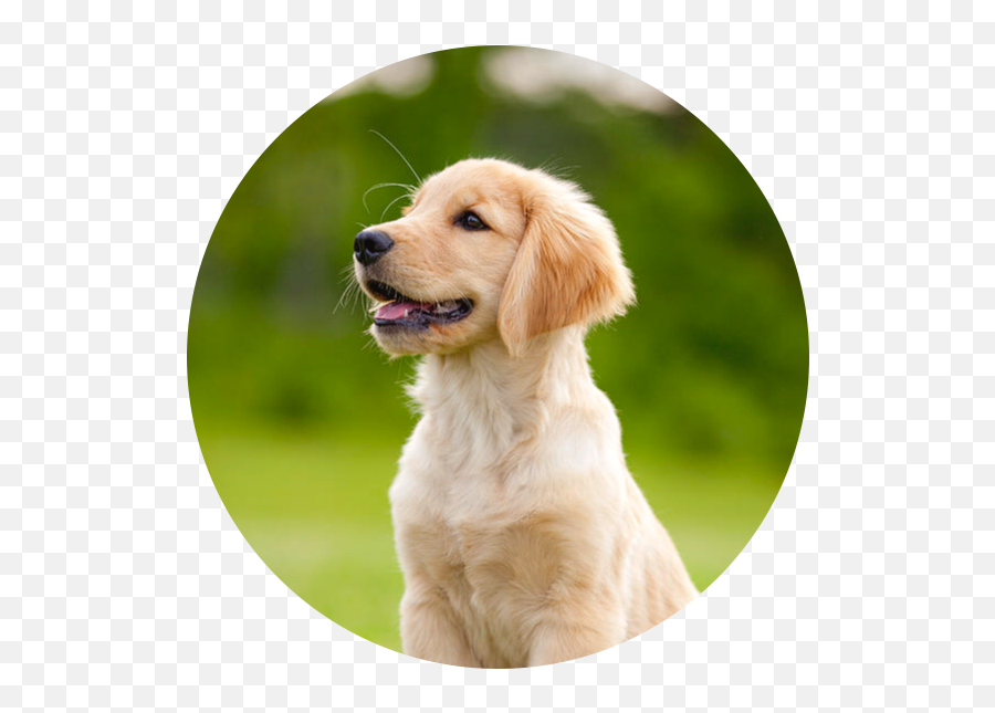 Golden Retriever Goldenretriever Goldenretrieverpuppy - Golden Retriever Puppy Portrait Png,Golden Retriever Transparent