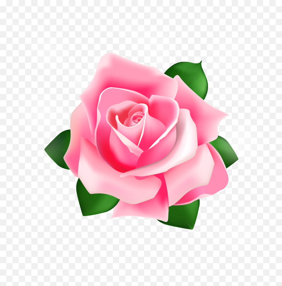 Rose Pink - Pink Rose Vector Png,Pink Roses Png