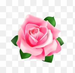 Rose Pink - Vector Png