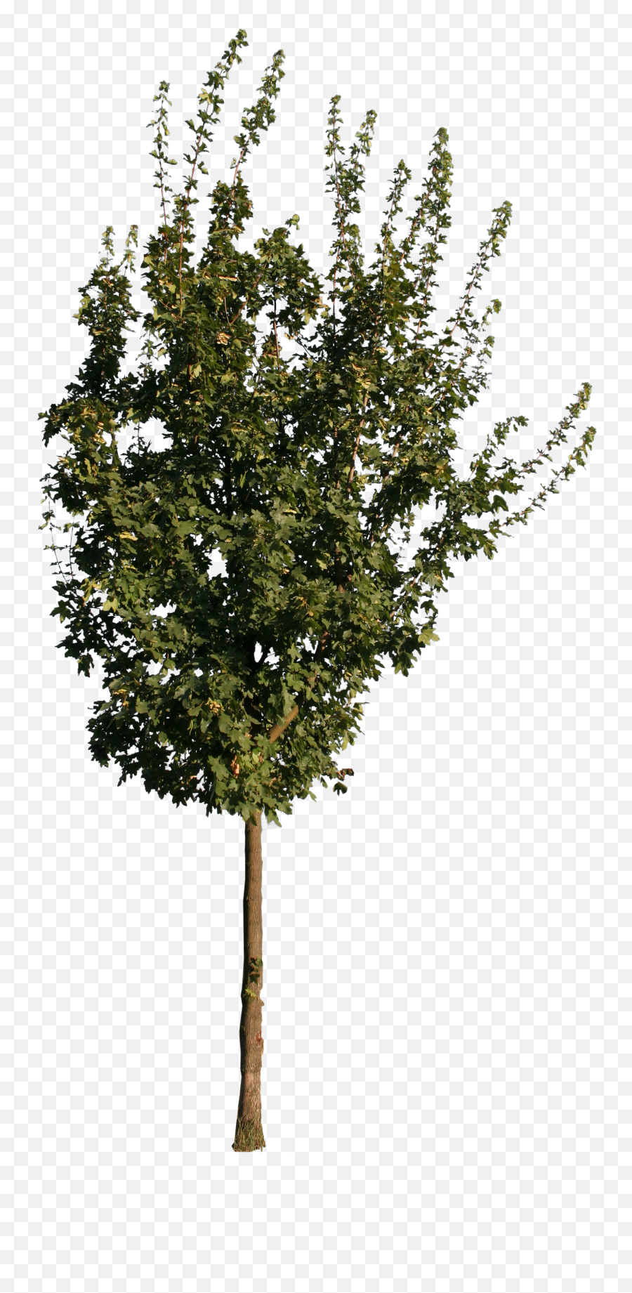 Free Cut Out People Trees And Leaves Png Tree Cutout