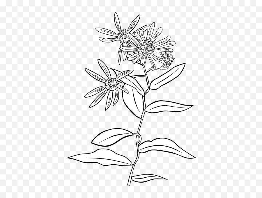 Plant Flowers Shrub Png Svg Clip Art - Aster Botanical Drawings Black And White,Shrub Png
