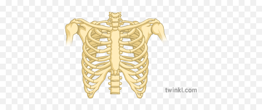 Rib Cage Bones Only Science Secondary Illustration - Twinkl Rib Png,Rib Cage Png