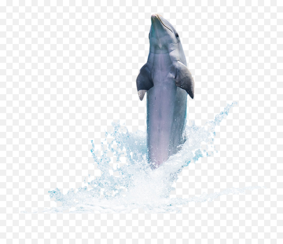Dolphin Transparent Png Image Free U2013 Images Vector - Fish Jumping Out Of Water Png,Dolphin Transparent