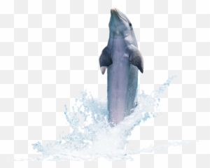 Dolphin Transparent Png Image Free U2013 Images Vector - Fish Jumping Out Of Water Png,Dolphin Transparent