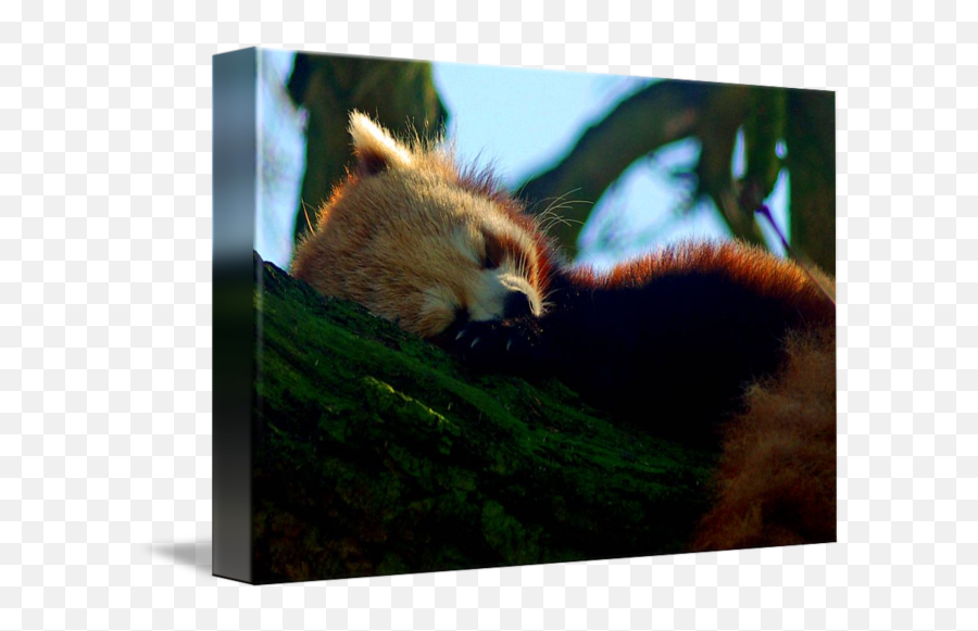 Red Panda Sleeping By Gordon Longmead - Red Panda Png,Red Panda Png