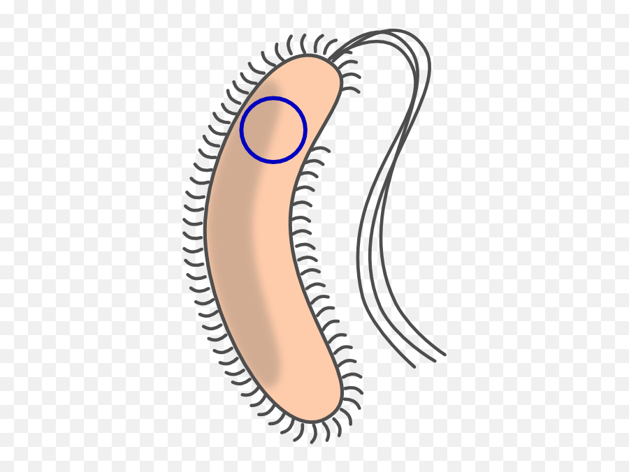 Transformed Bacteria With Flagellum Clip Art - Bakteria Clipart Png,Bacteria Png