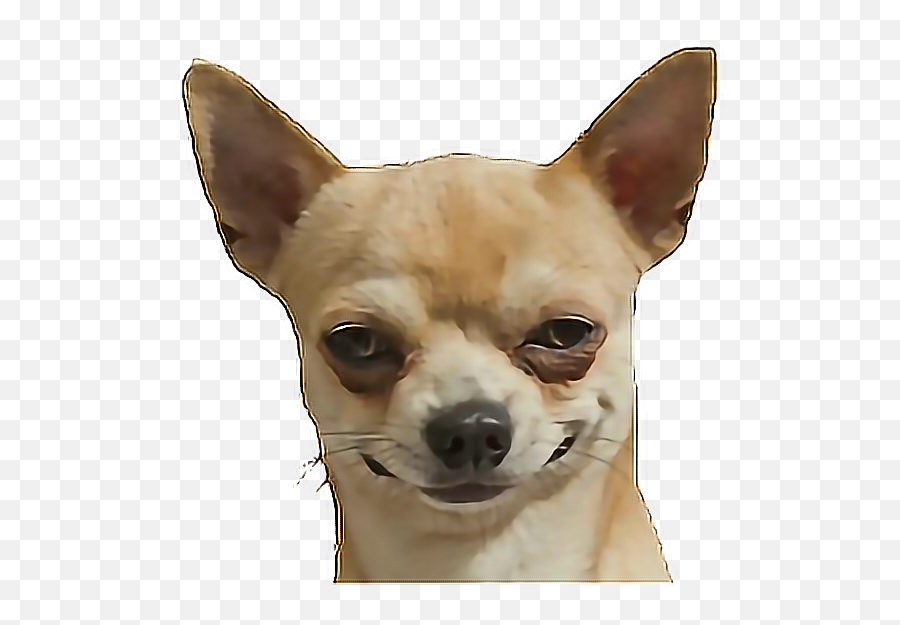 Picture - Dog Funny Chihuahua Png,Chihuahua Png